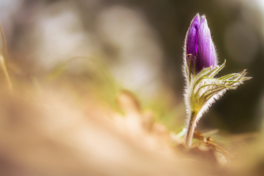 Pulsatilla vulgaris - Gewöhnliche Kuhschelle