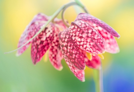 Schachbrettblume