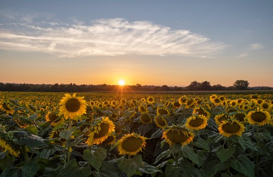 Sonnenblumen im Herbst