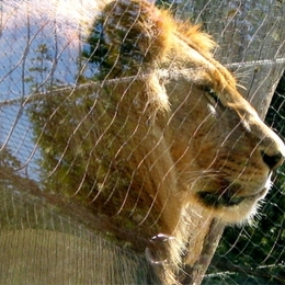 mysterious lion