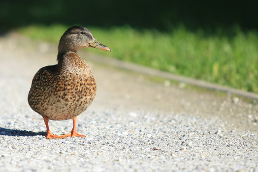 Ente - Duck auf Schloss Eggenberg