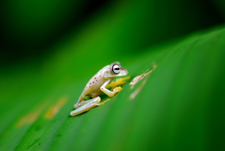 Baumfrosch