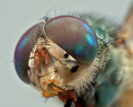 Fliege