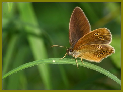 Brauner Waldvogel