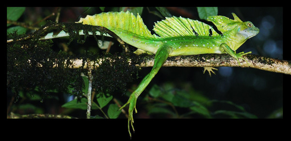 Chill Out Basilisk