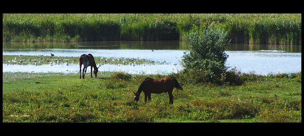 Wildlife