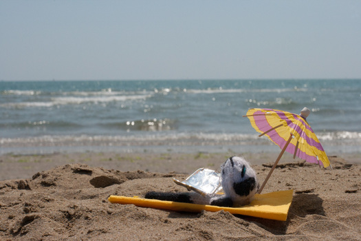 Bruno am Meer