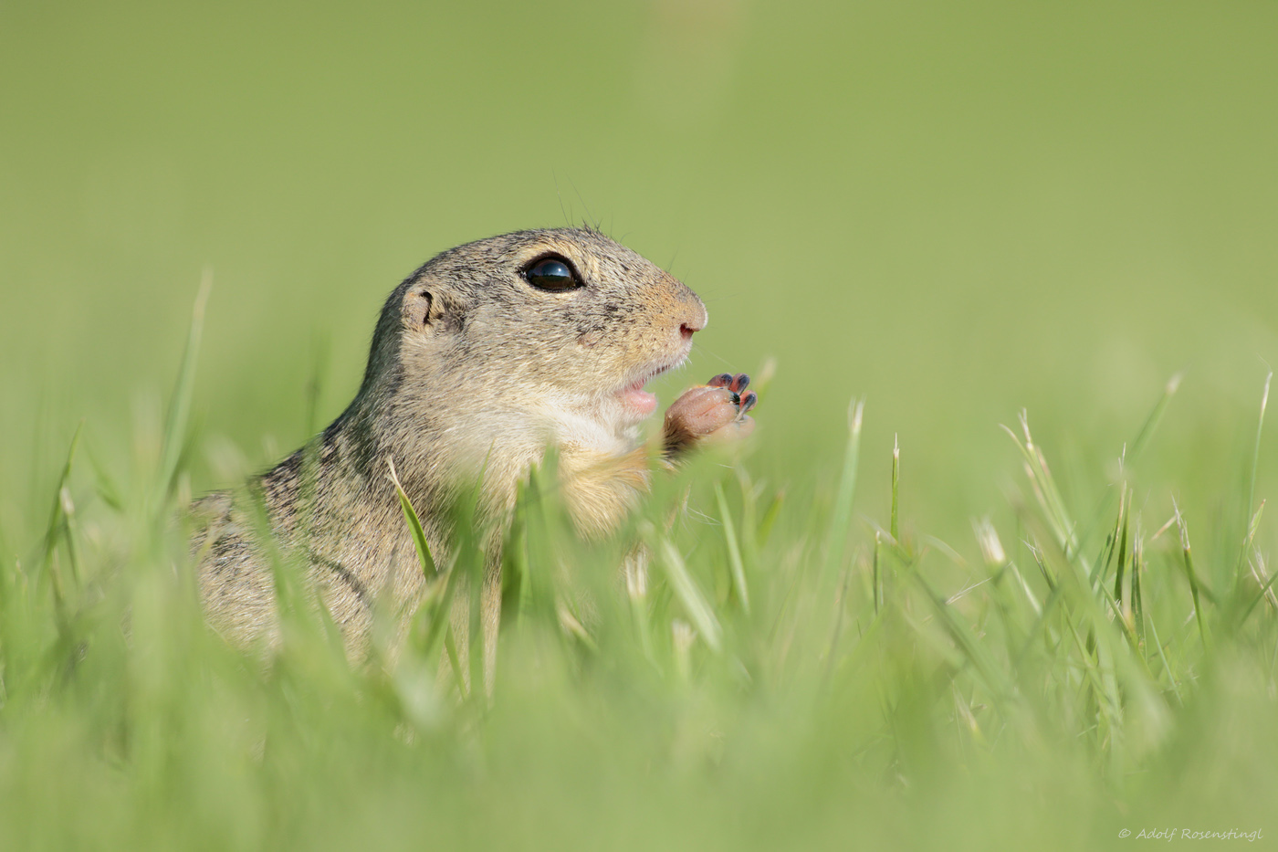 Europäische Ziesel (Spermophilus citellus)