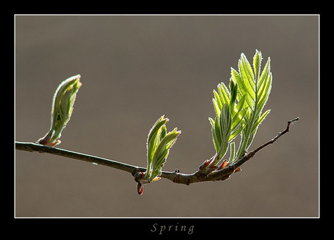 Spring