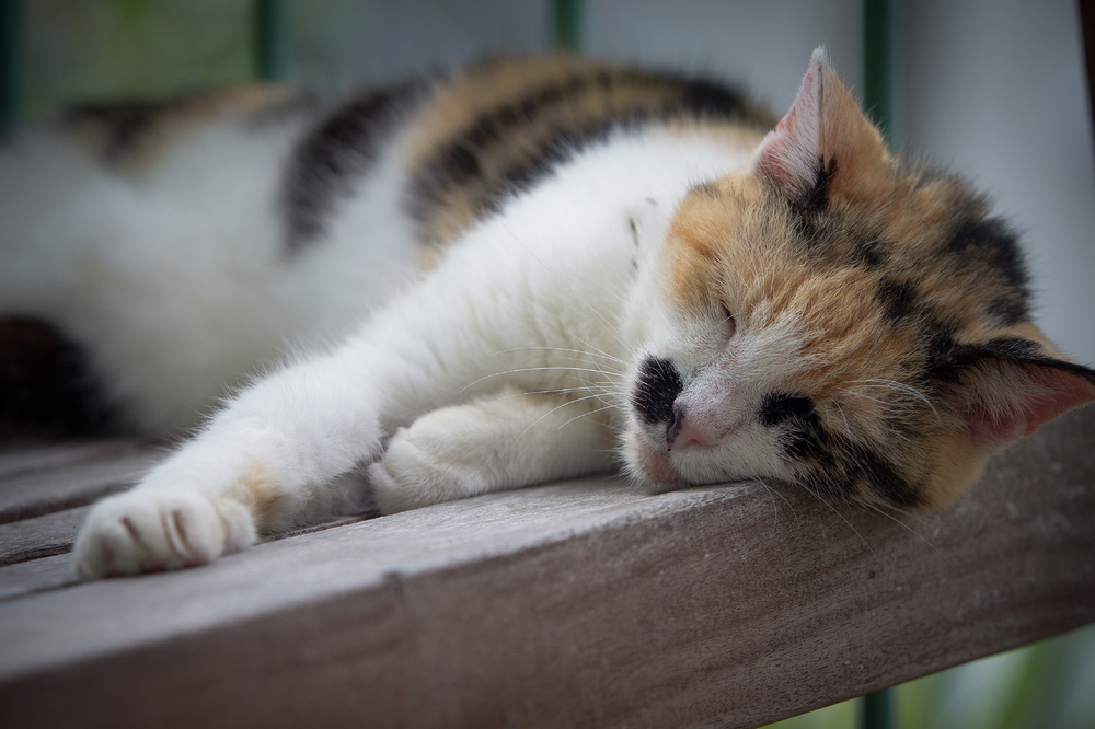 Die Hauskatze