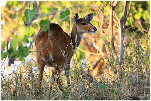 Buschbock Antilope