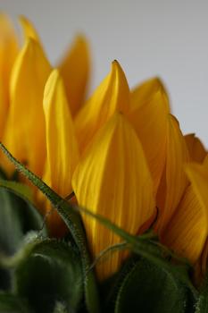 Sunflower - mal anders