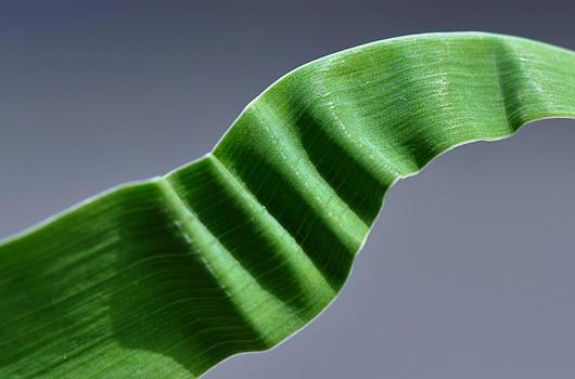 Grüne Welle