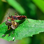 Bienenfresser..