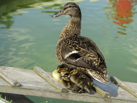Entenfamilie