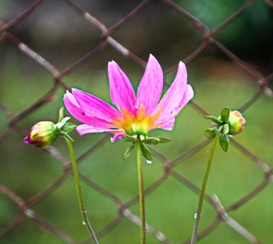 behind bars dahlia