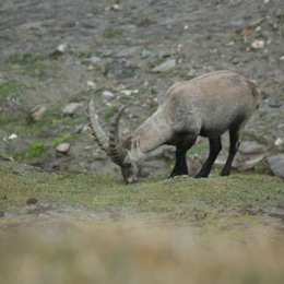 Steinbock