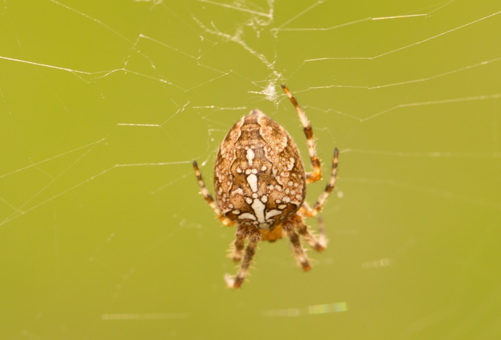 Kreuzspinne