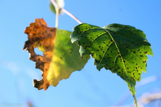Herbstblatt