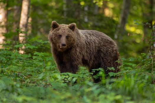 Braunbär