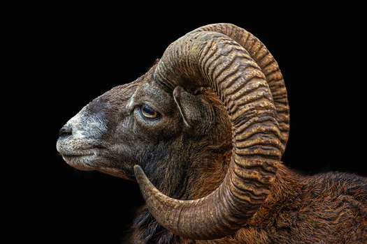 Mufflon
