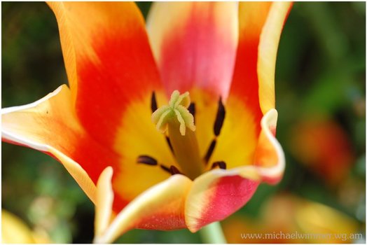 Tulpe