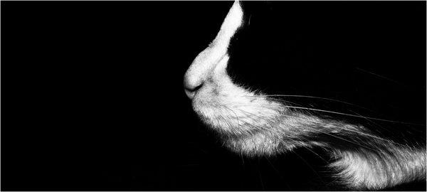 "sharaz" sleeping