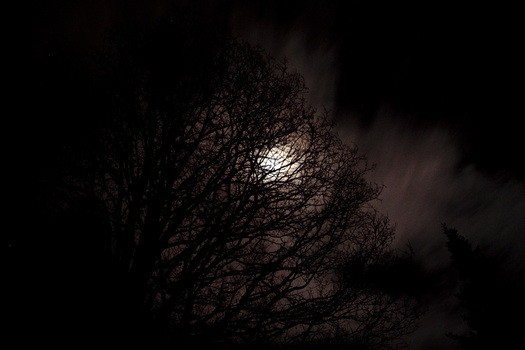 Werwolf