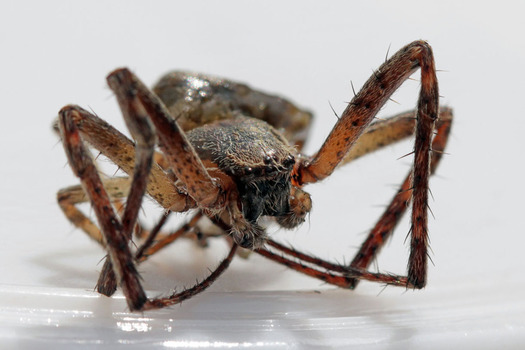 Spider