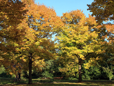 Herbsteindrücke im Kurpark Oberlaa
