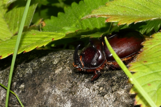 Nashornkäfer