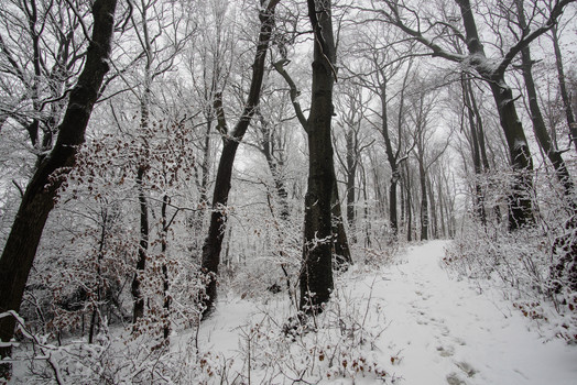 Spuren im Schnee......