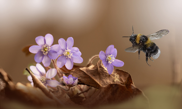 Hummel Leberblümchen