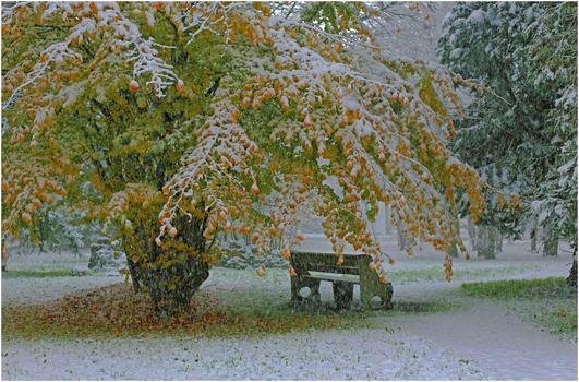 Schnee auf Herbstlaub