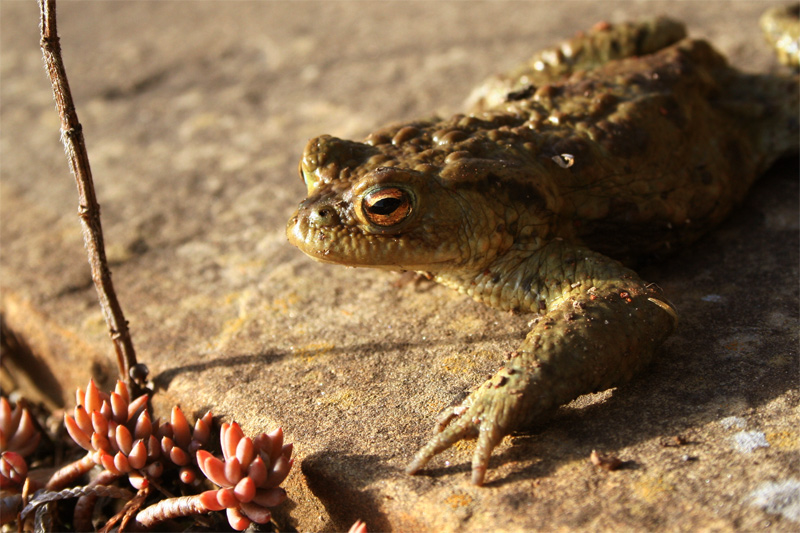 Sonnenfreund: Frosch