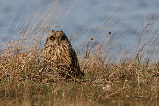 Short-eared Owl (Sumpfohreule)