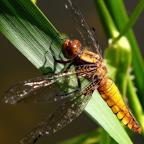 Libelle 2