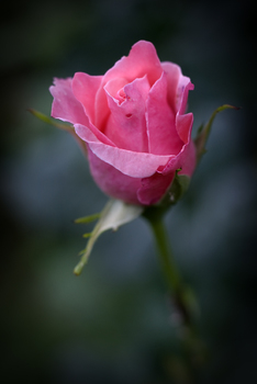 Hausrose