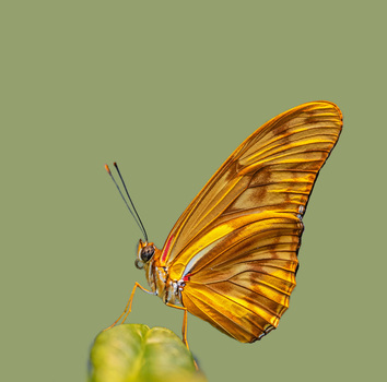 Exotische Schönheit
