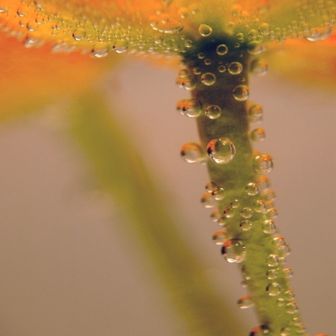 "Wasserblume"