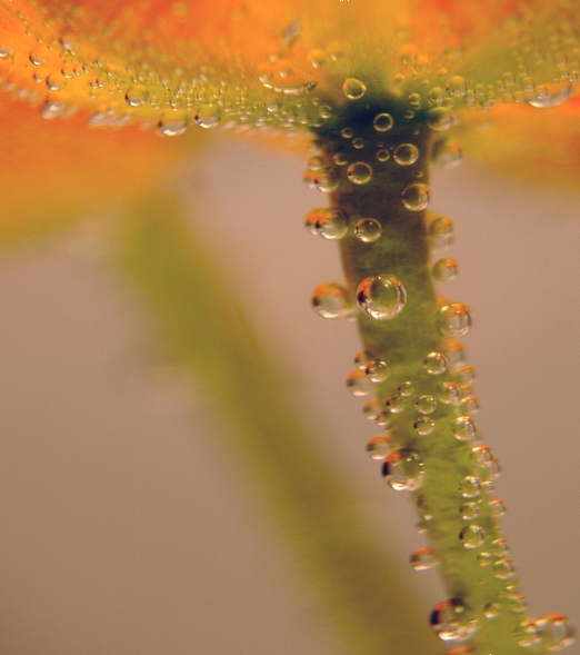 "Wasserblume"