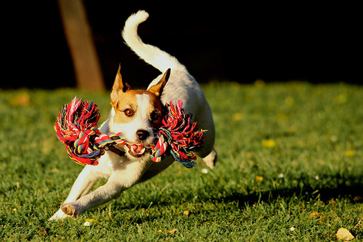 Action Dog