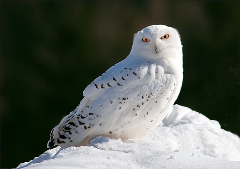 Schnee-Eule II