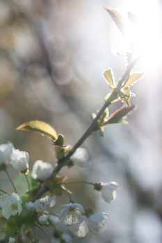 Frühling