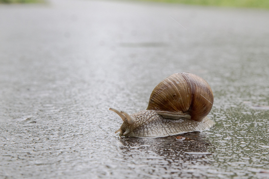 Schneckenwetter