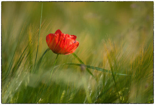 Mohnblume ;)