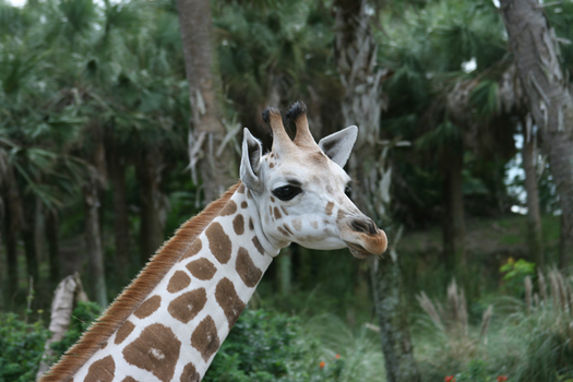 Giraffe