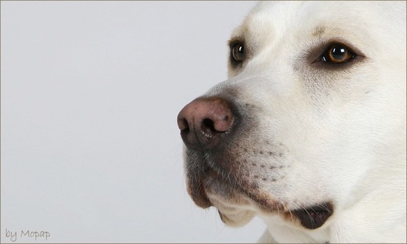 portrait von sammy