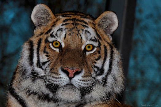Sibirischer Tiger