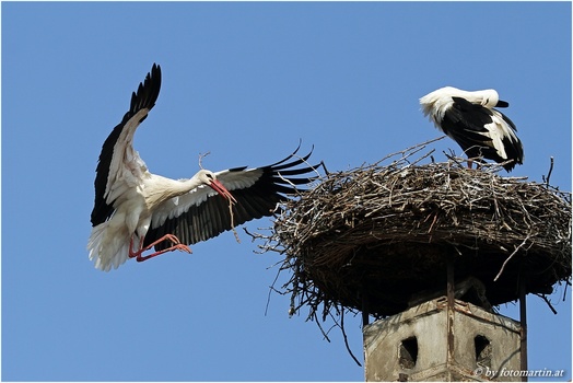 Nestbau